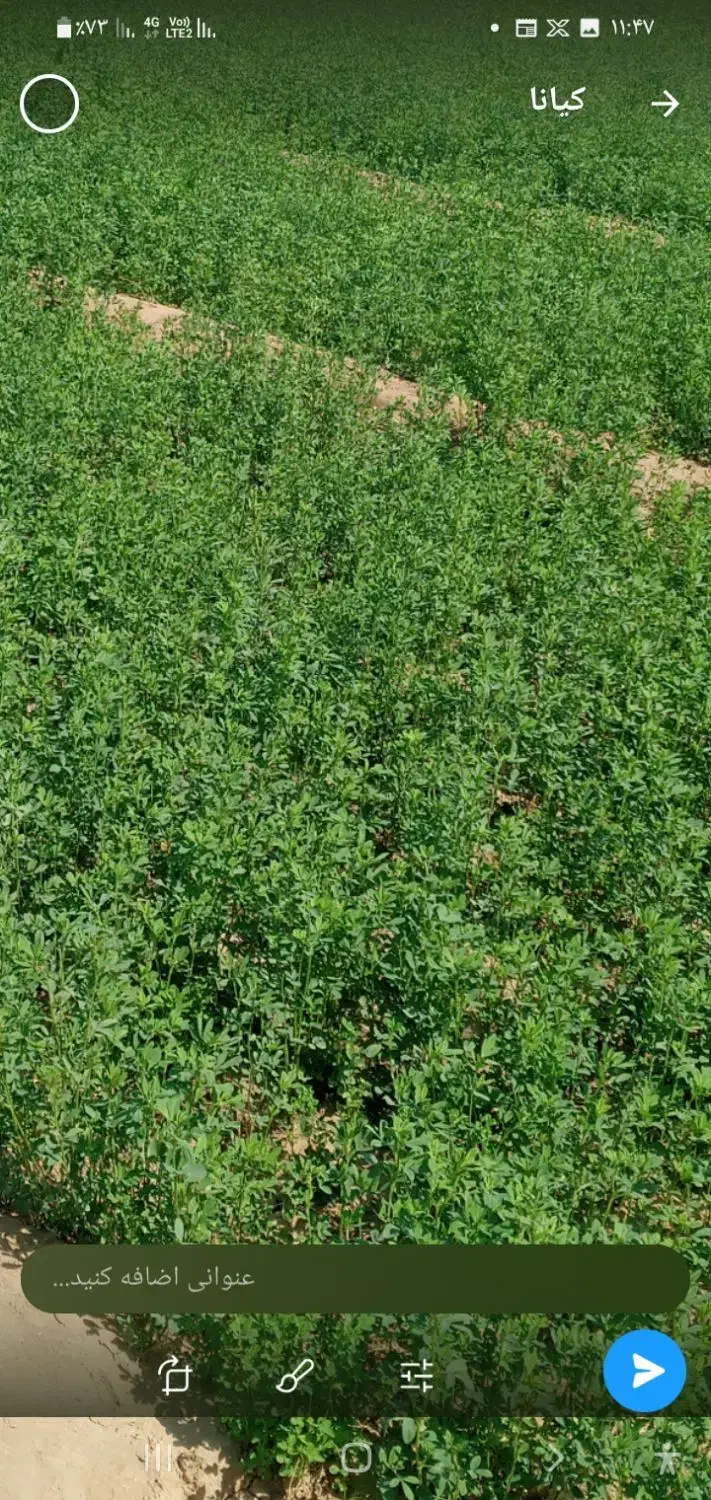 بذرعلف|عمدهفروشی|رودبار (کرمان), |دیوار