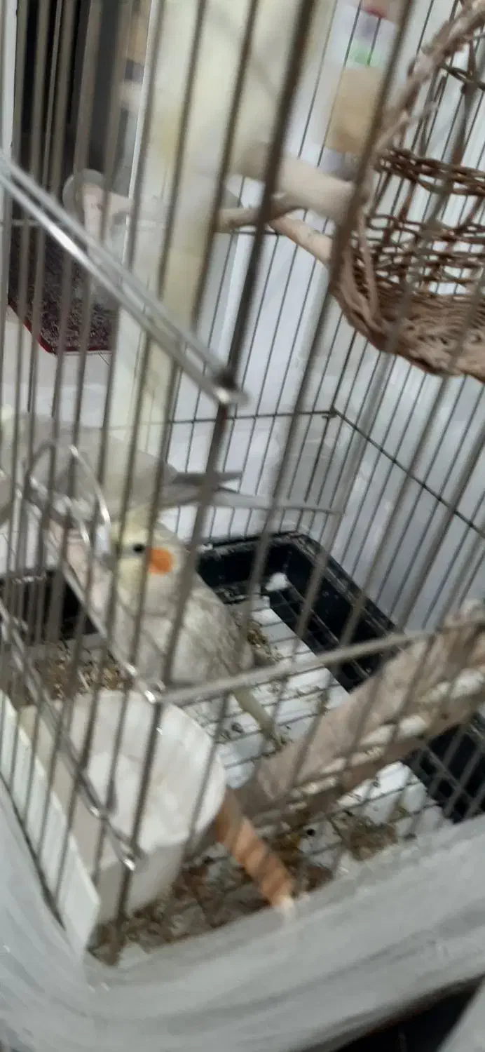 عروس هلندی|پرنده|فردیس, فرامرزیه|دیوار