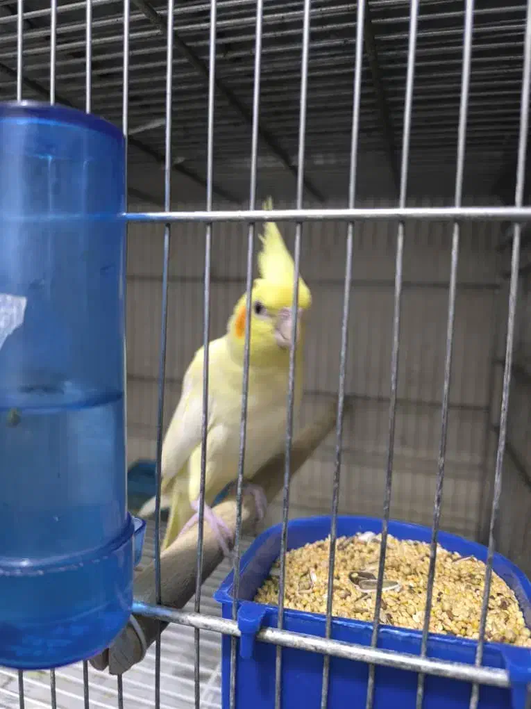 عروس هلندی لوتینو ماده|پرنده|بندرعباس, |دیوار