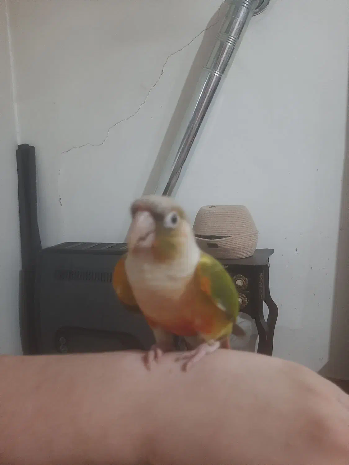 پرنده سخنگو نر فوقالعاده سالم،معاوضه دارم|پرنده|بومهن, |دیوار