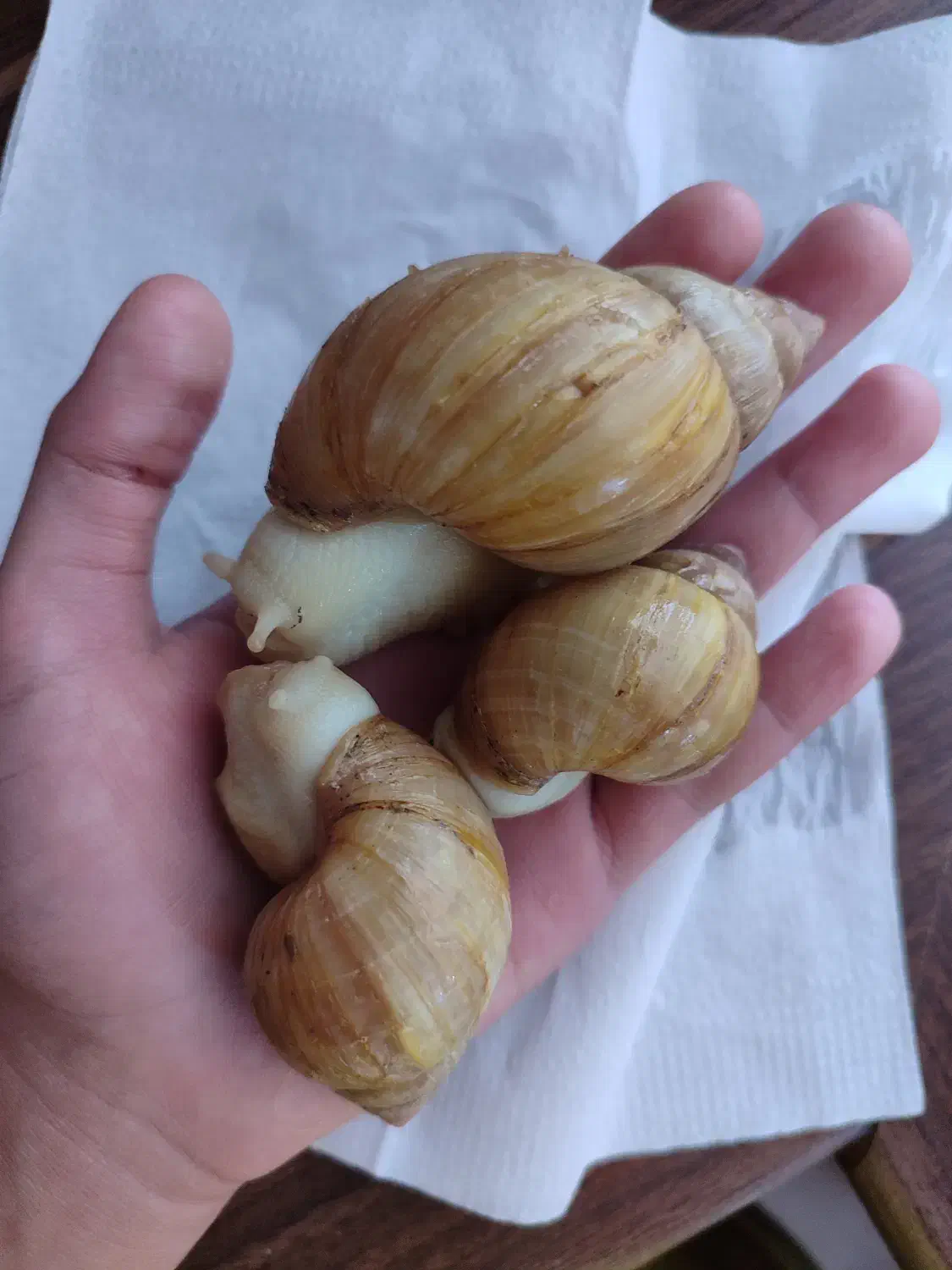 فروش حلزون آچاتینا|خزنده|شهرضا, |دیوار