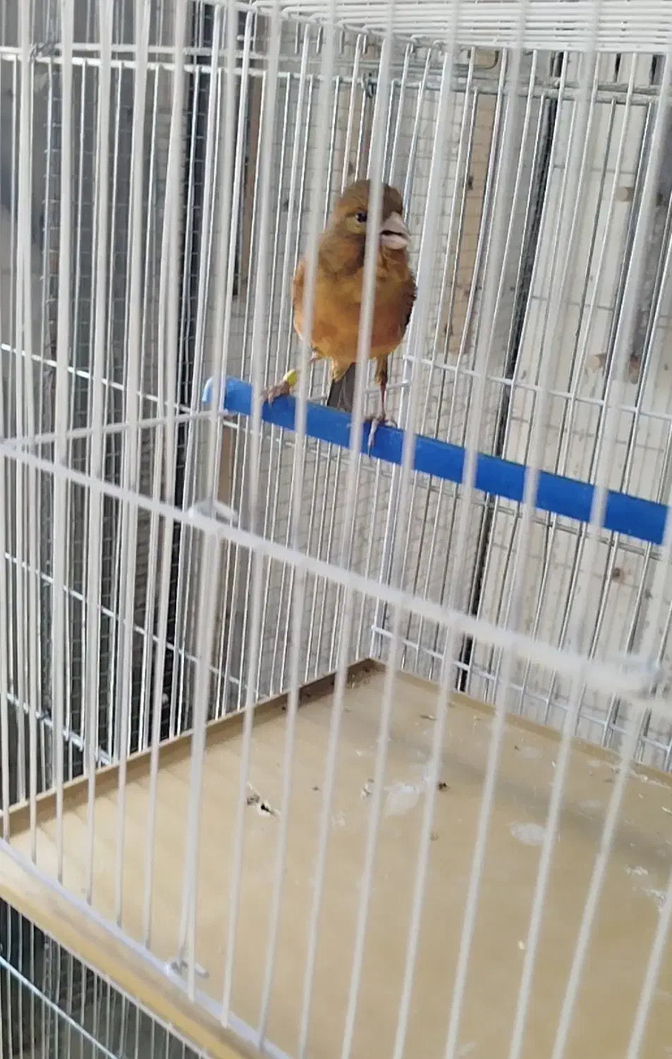 ماده قناری|پرنده|ابریشم, |دیوار