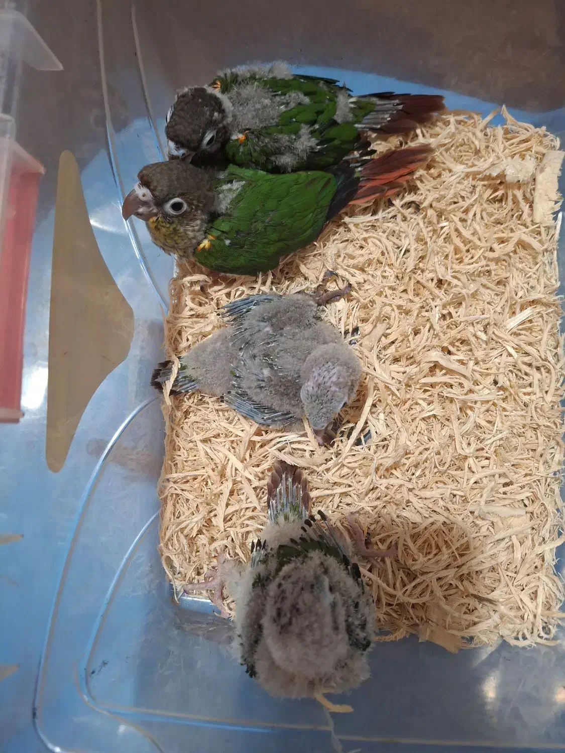 گیریچک سرلاکی یلوساید آناناسی و نرمال|پرنده|ضیابر, |دیوار