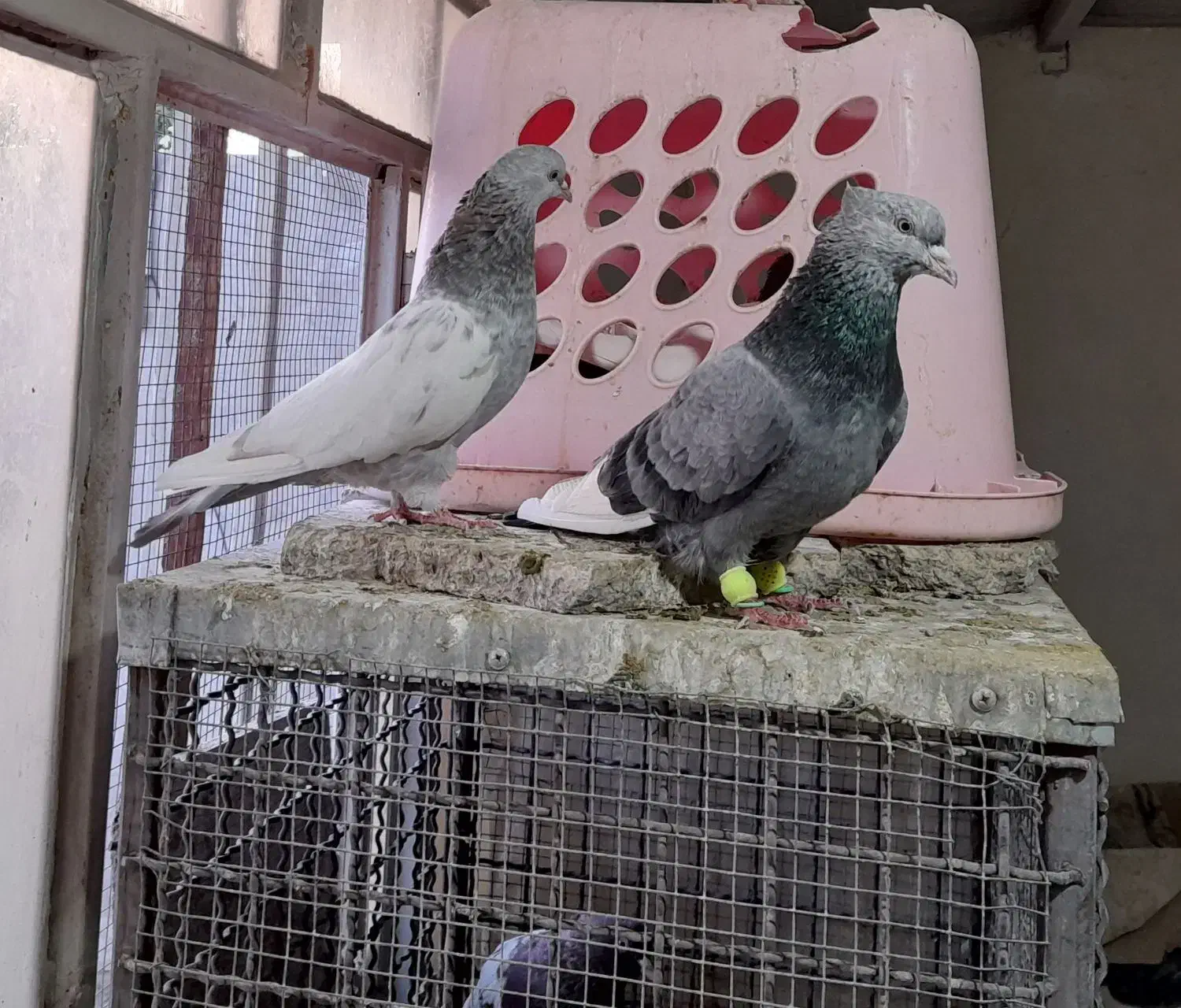 کبوتر  سینه سبز|پرنده|مشهد, فاطمیه|دیوار