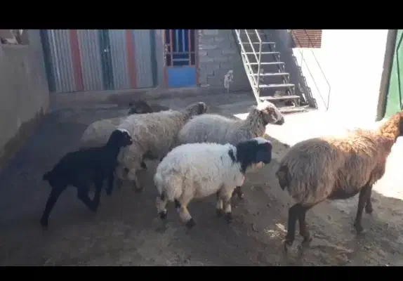 میش و بره داشتی|حیوانات مزرعه|کوهدشت, |دیوار