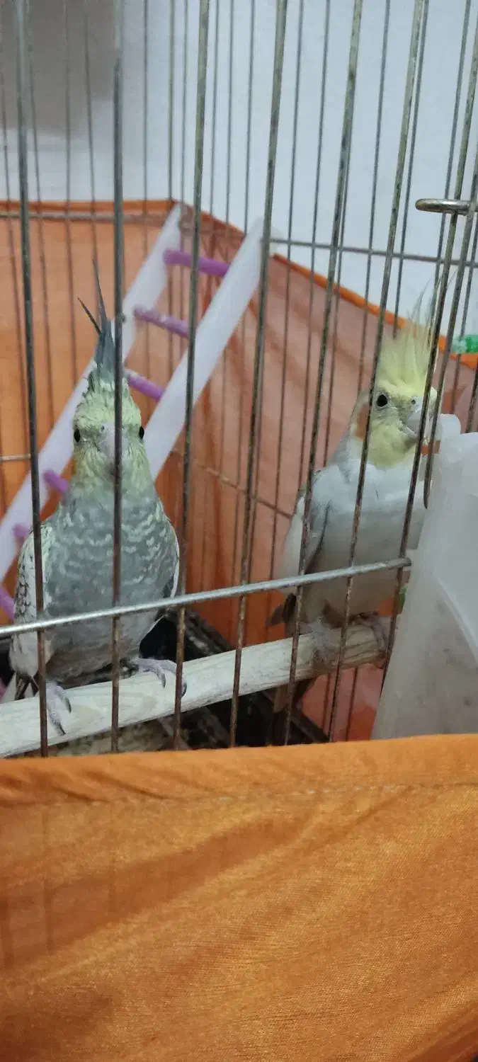 عروس هلندی نر و ماده|پرنده|زنجان, |دیوار