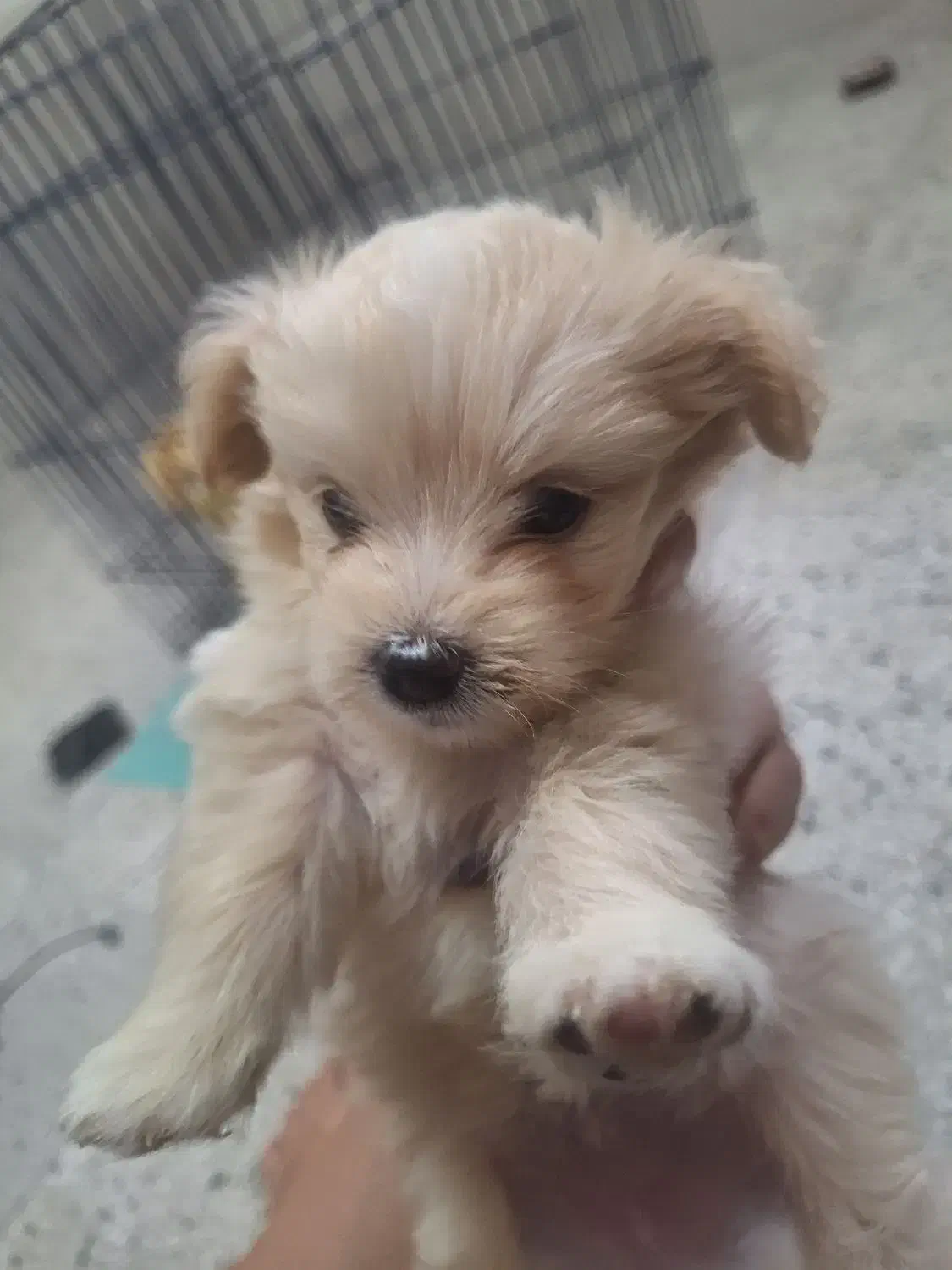 سگ عروسکی نژاد دار|سگ|مرودشت, قانون|دیوار