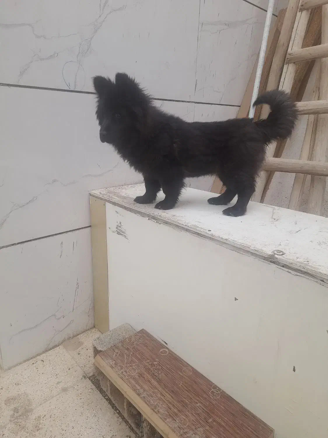 سگ چاوچاو قیمت ۱۵ تومان|سگ|اصفهان, بهارستان|دیوار