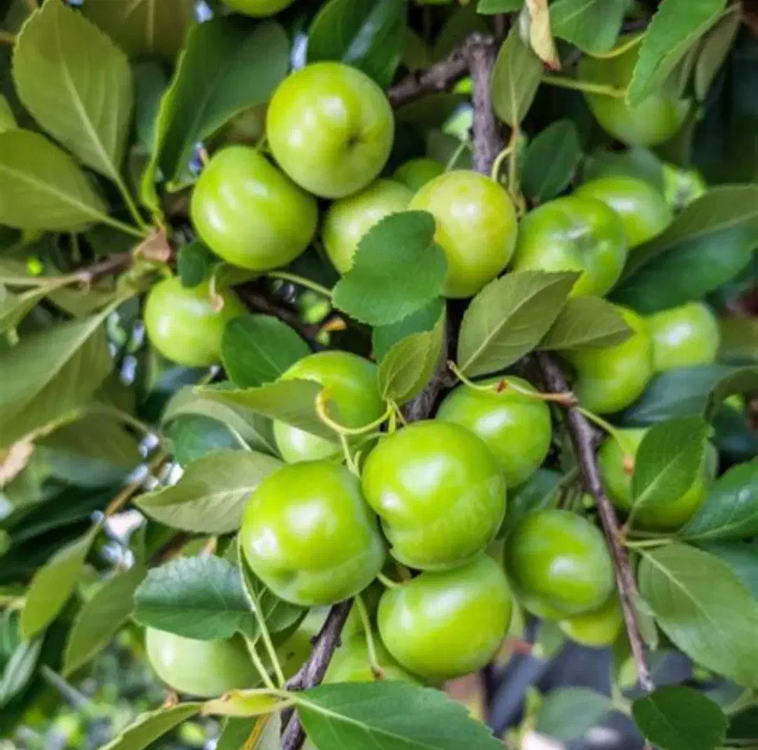 نهال گوجه سبز و انار اصلاح شده و با کیفیت|خدمات باغبانی و درختکاری|قصرشیرین, |دیوار