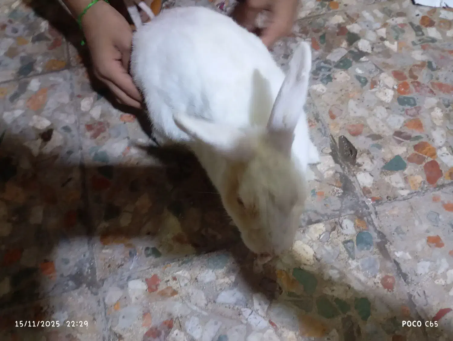 خرگوش نر اهلی باهوش|موش و خرگوش|خرمشهر, |دیوار