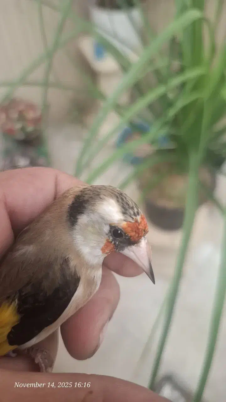 ماده سهره داغسر رسمی 3پردم سفید|پرنده|تهران, شهر زیبا|دیوار