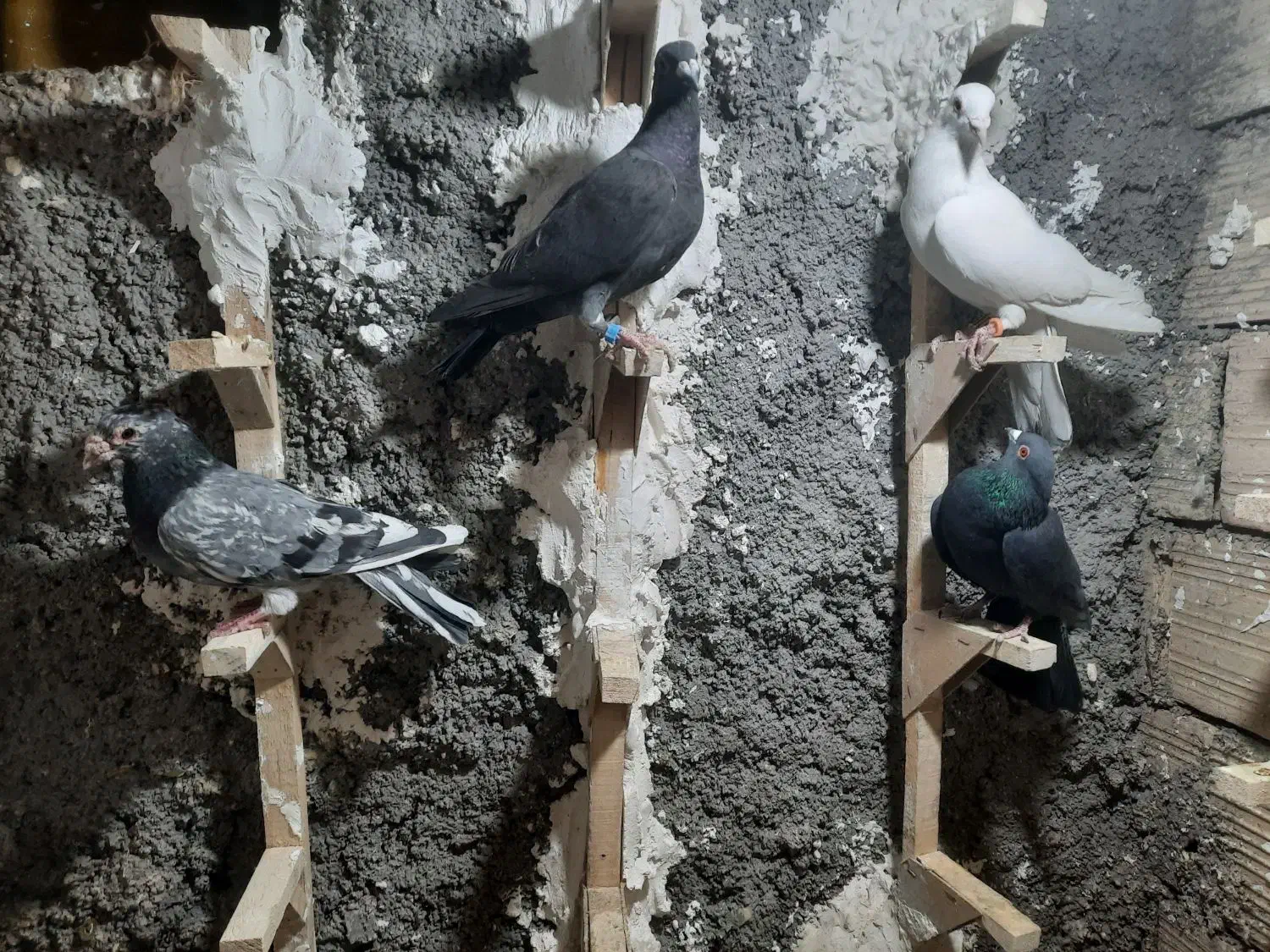 ۴تا پلاکی زرنگ|پرنده|شیراز, شهرک استقلال|دیوار