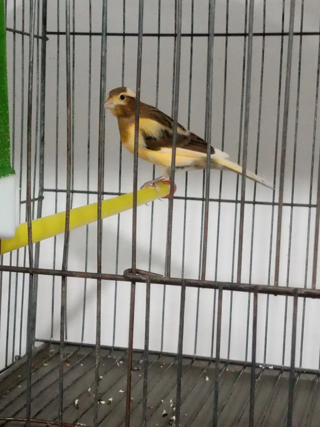 قناری های کشیده نرو ماده|پرنده|ابهر, |دیوار