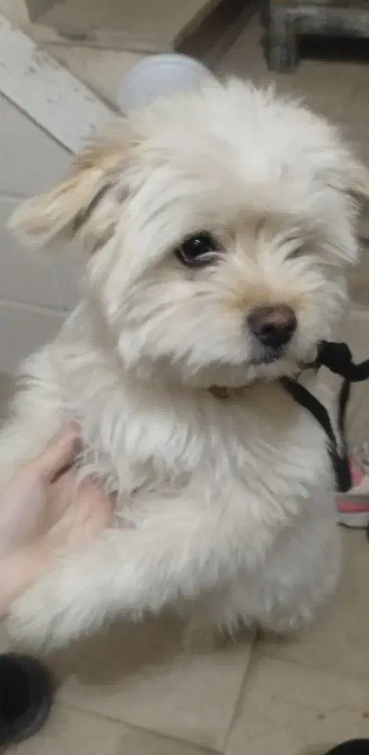 سگ شیتزو|سگ|دورود, |دیوار