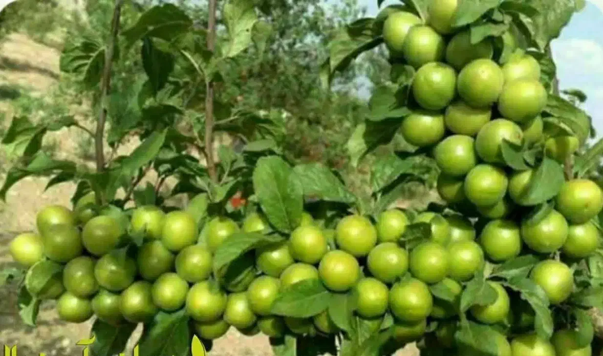 پیشفروش نهال گوجه سبز برغانی|خدمات باغبانی و درختکاری|آزادشهر, |دیوار