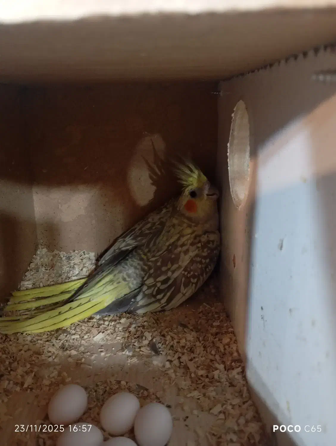 طوطی عروس هلندی و برزیلی و فنچ گلدین|پرنده|محمدیه-قزوین, |دیوار