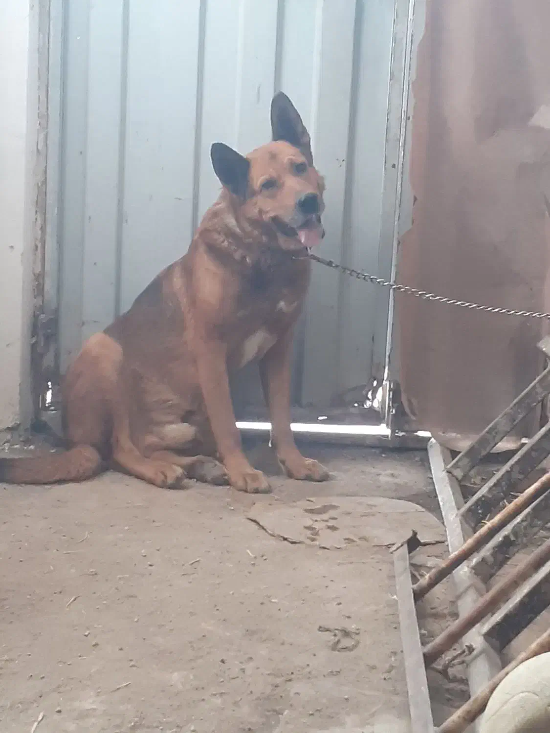 سگ ژرمن|سگ|اردبیل, |دیوار