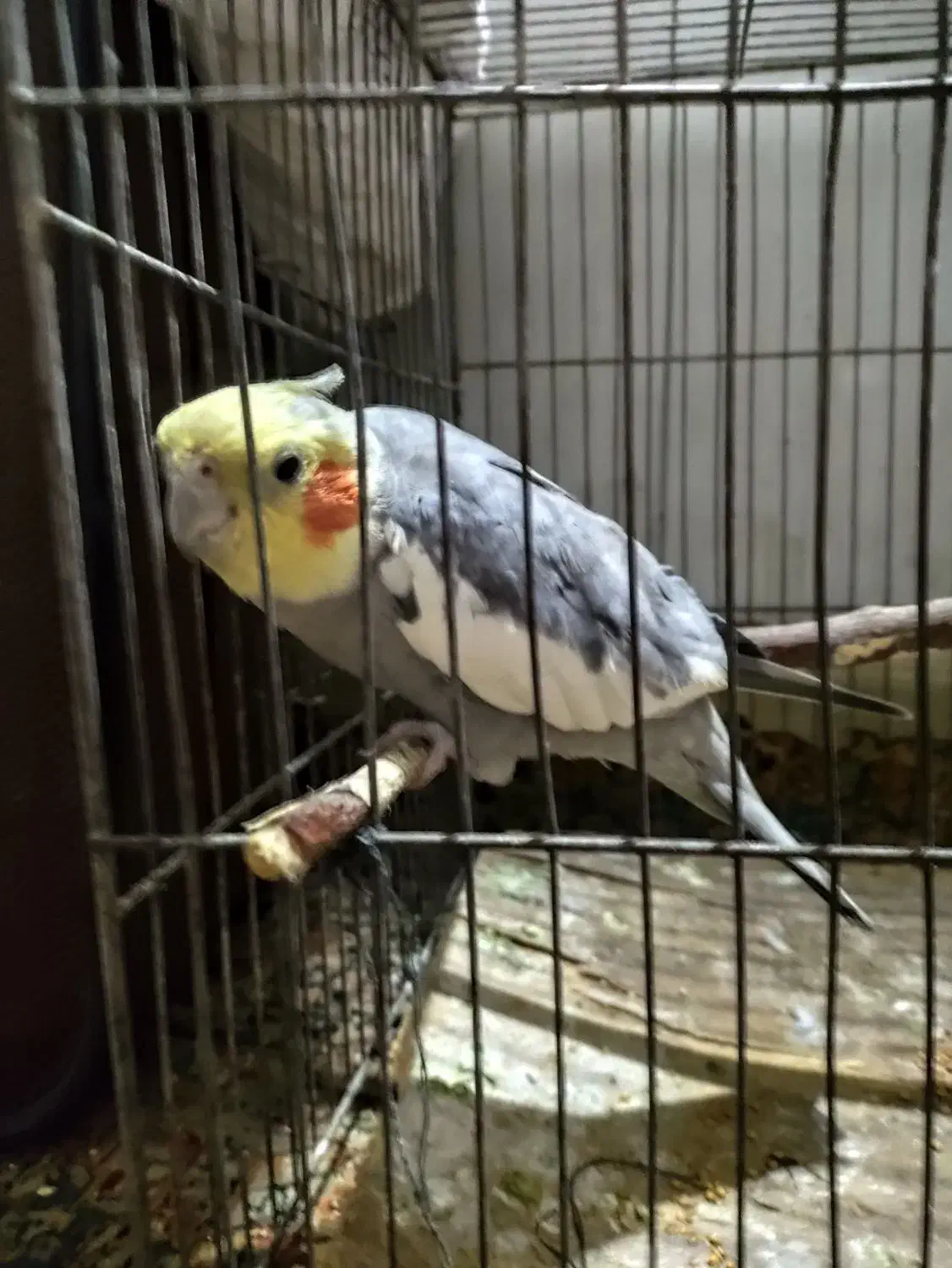 عروس هلندی|پرنده|ری, اقدسیه|دیوار