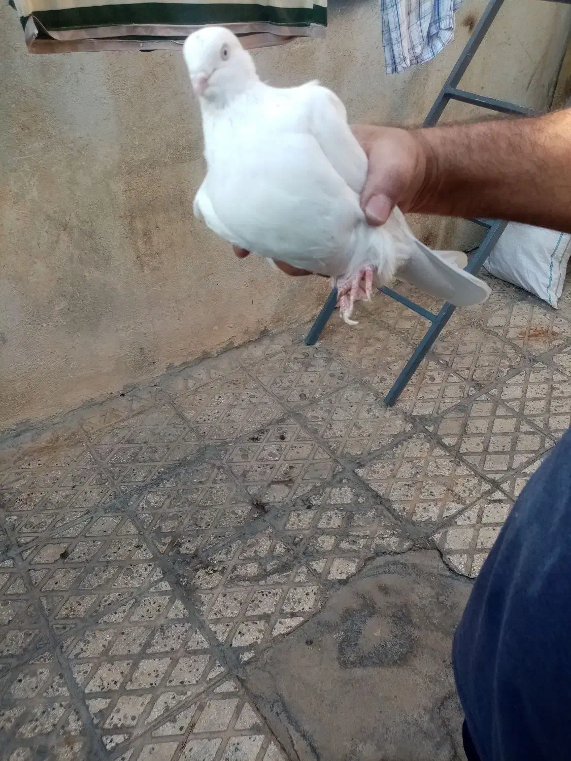 یک جفت سفید بمبویی|پرنده|شیراز, شیخ علی چوپان|دیوار