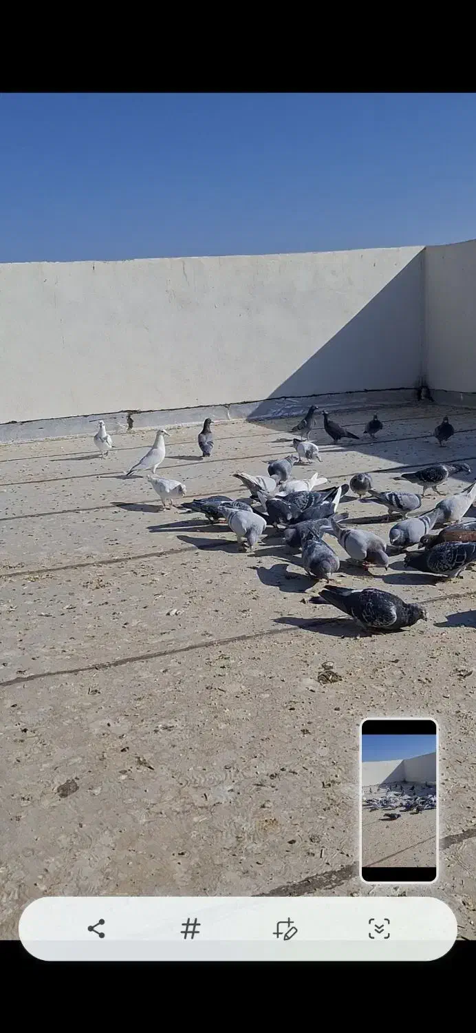 کبوتر آلمانی|پرنده|سبزوار, رباط|دیوار