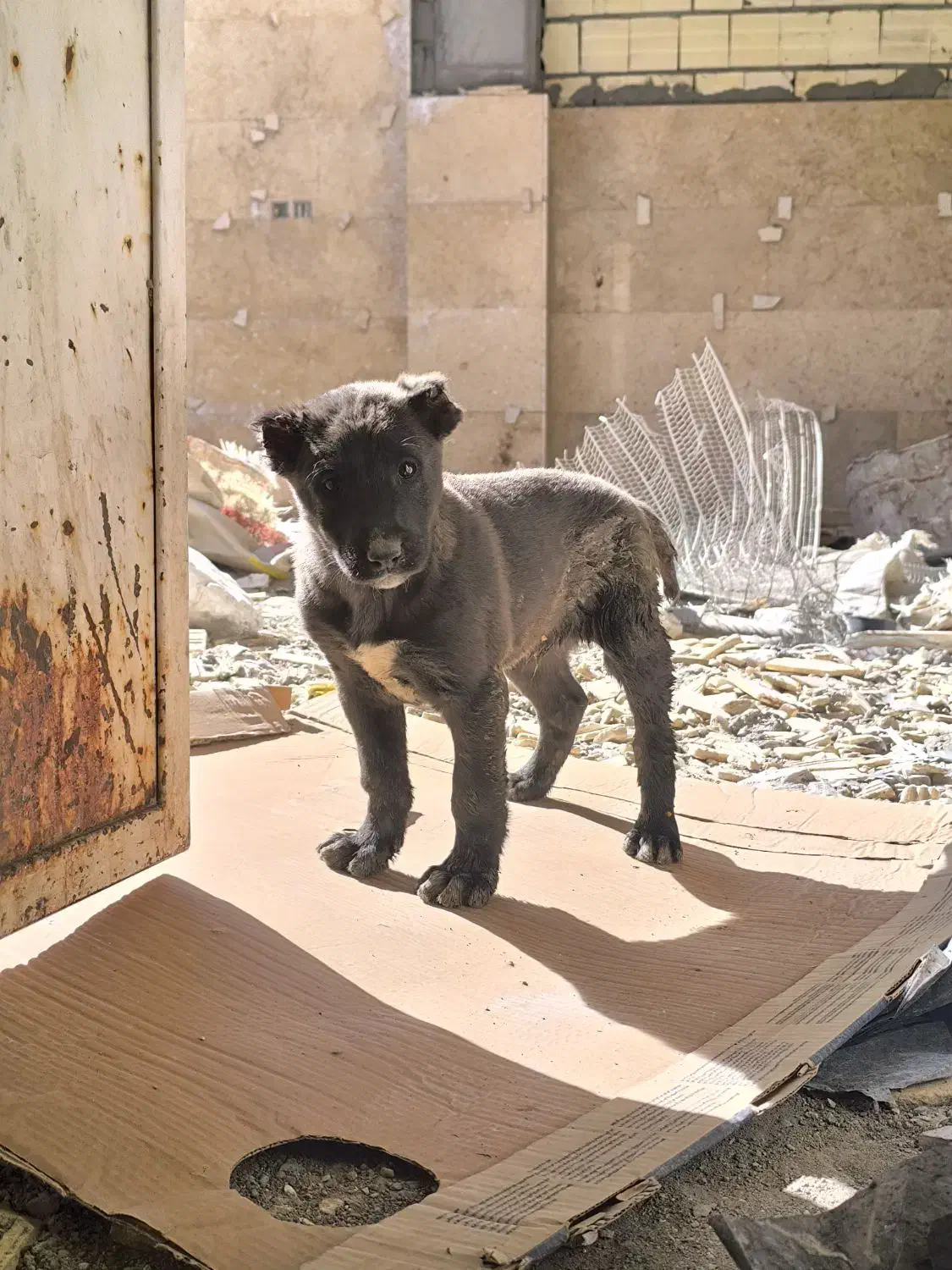 واگذاری سگ|سگ|سیرجان, |دیوار