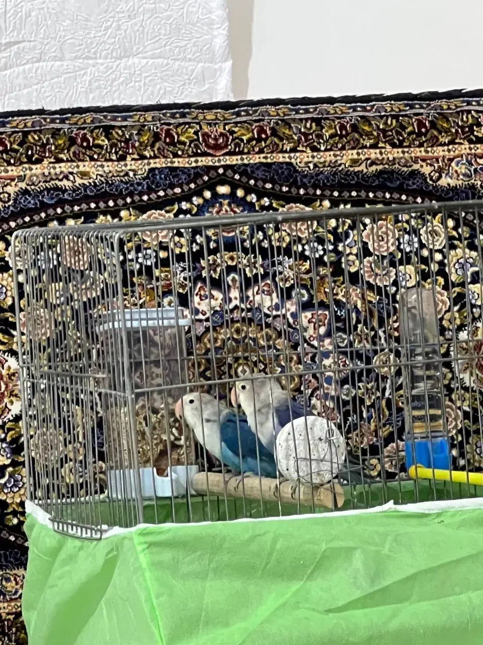 طوطی برزیلی خوش رنگ|پرنده|پاوه, |دیوار