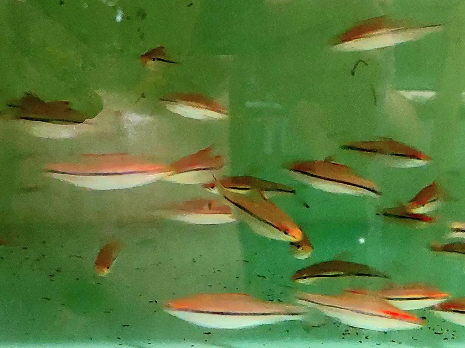 ماهی ردلاین و دیسکس|ماهی|مشهد, خواجه ربیع|دیوار