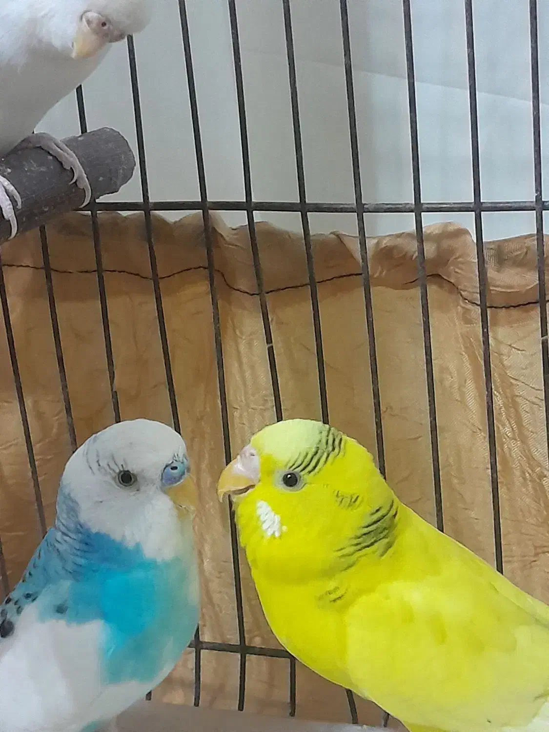 مرغ عشق|پرنده|ابریشم, |دیوار