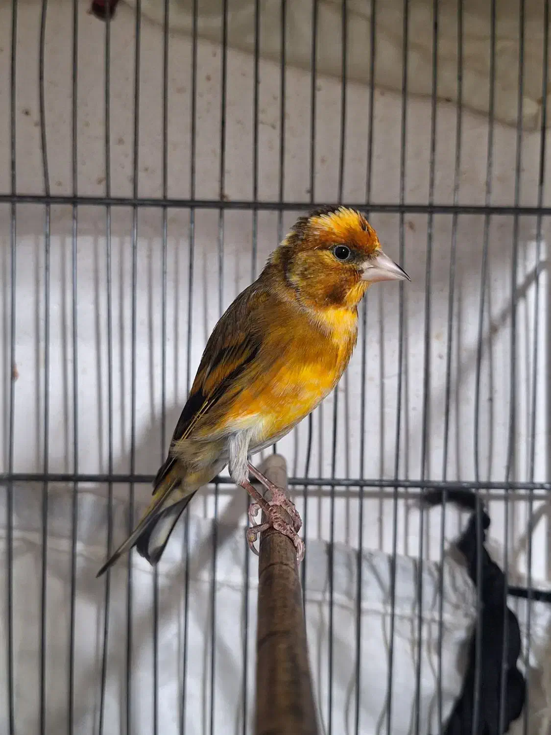 سهره قناری|پرنده|اسلام‌شهر, شهرک سالور|دیوار