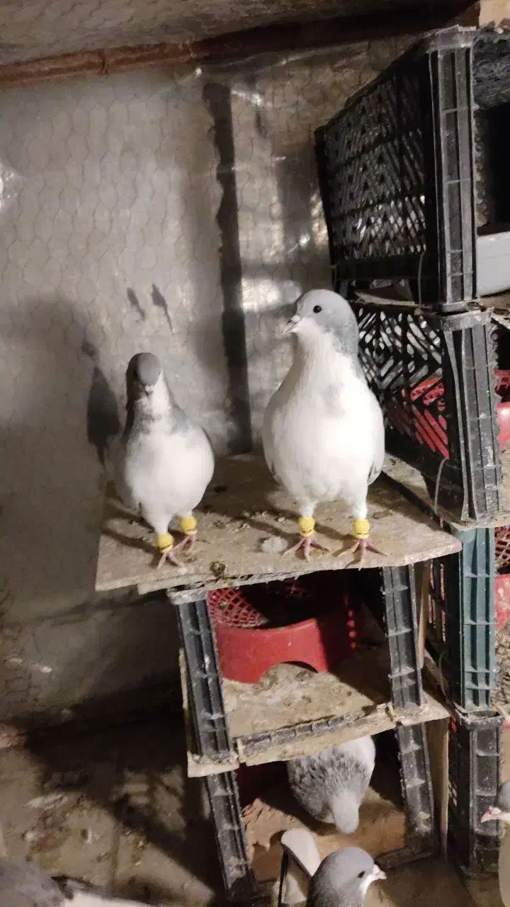 بدرنگ کبوتر|پرنده|اقبالیه, |دیوار