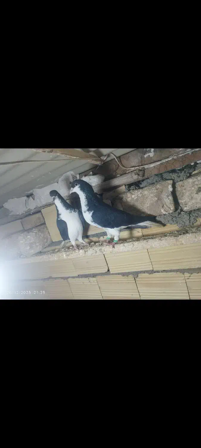 کبوتر|پرنده|تاکستان, |دیوار