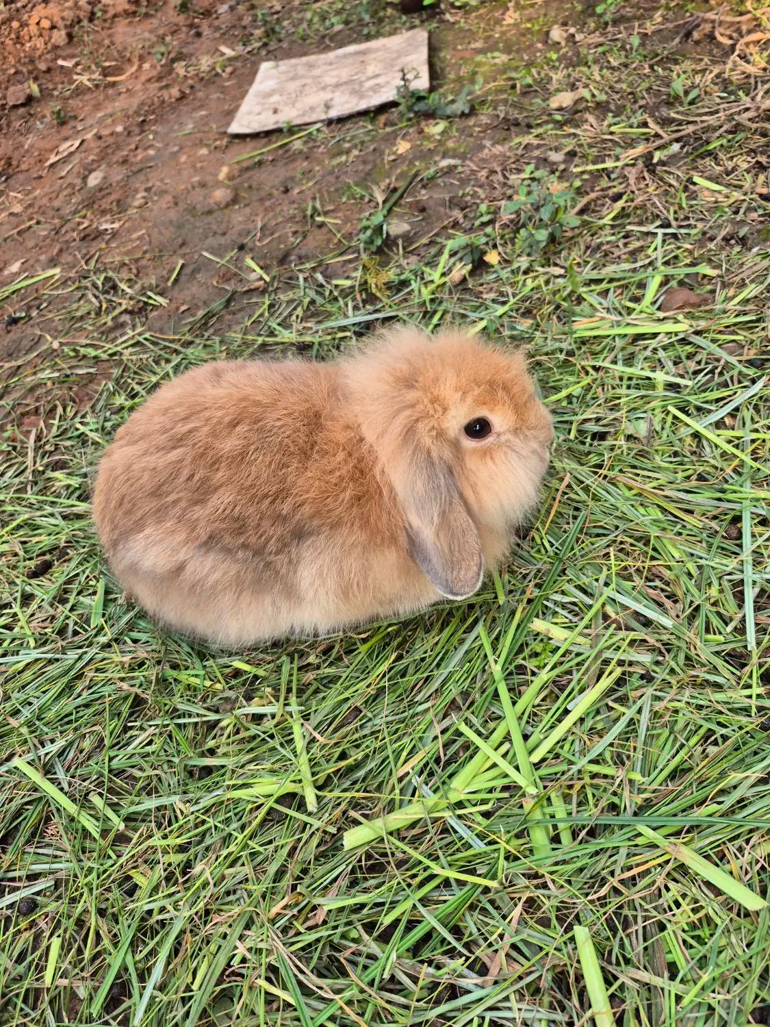 خرگوش لوپی اصلی|موش و خرگوش|لاهیجان, پردسر|دیوار