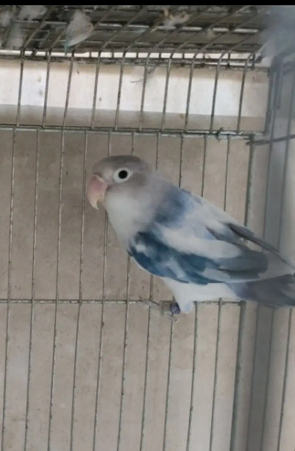 کوتوله برزیلی|پرنده|کازرون, |دیوار