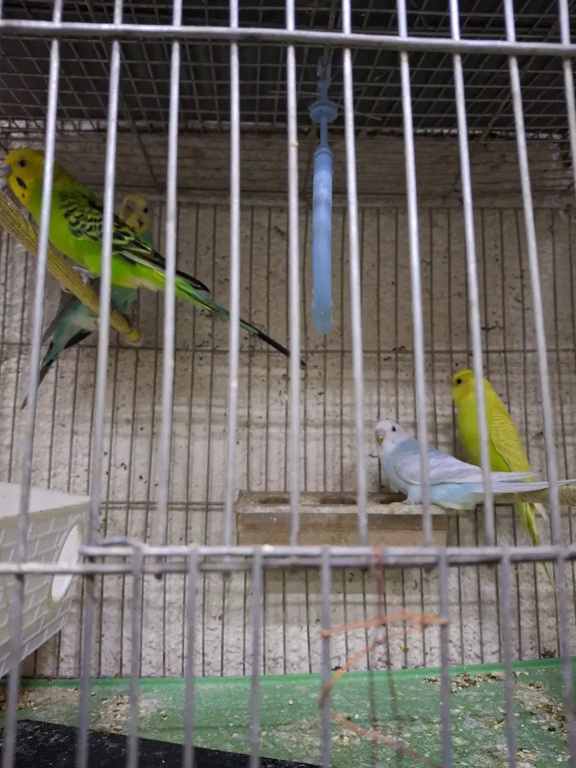 فروش کوتوله برزیلی وجوجه ومرغ عشق|پرنده|خمینی‌شهر, |دیوار