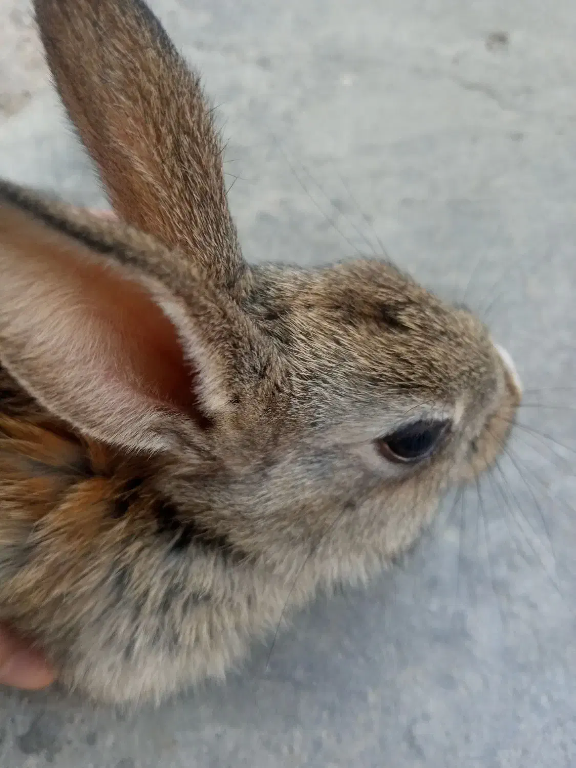 خرگوش|موش و خرگوش|ایذه, |دیوار