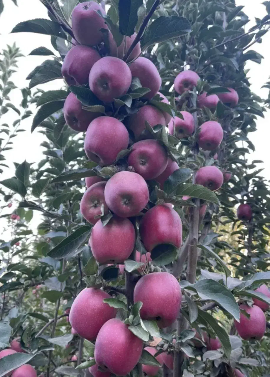 نهالستان ارقام خشکبار و میوههای لیبل دار|خدمات باغبانی و درختکاری|فسا, |دیوار