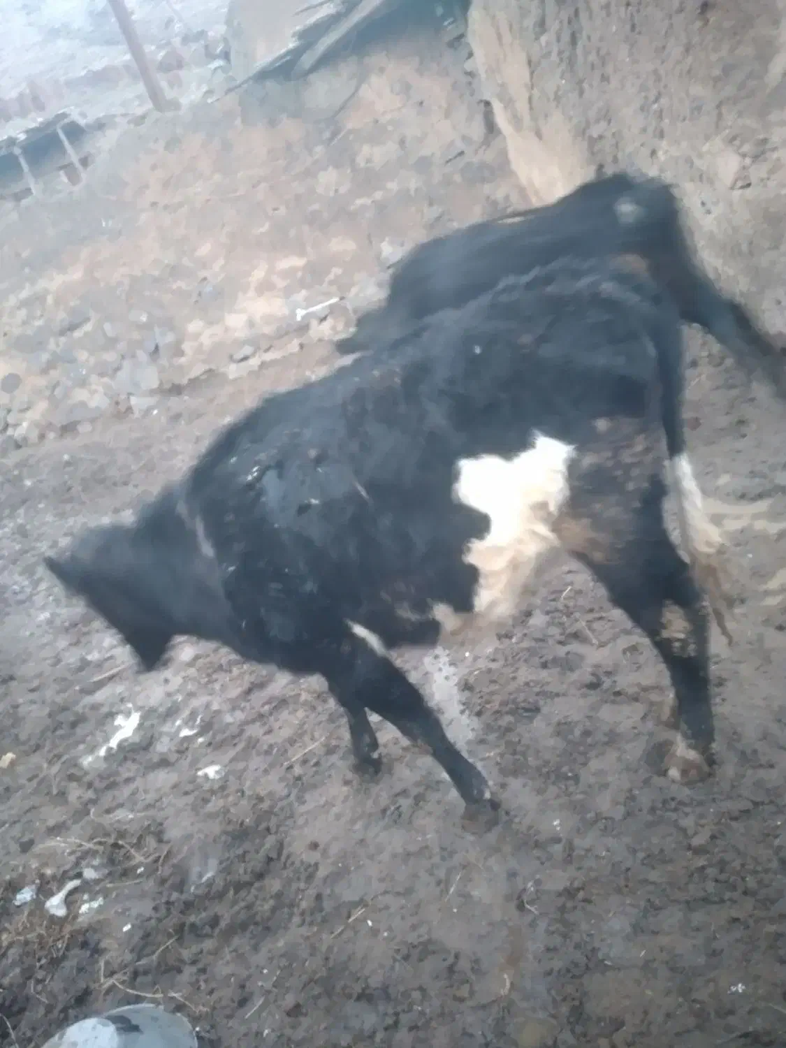 4عدد گاو|حیوانات مزرعه|ماهنشان, |دیوار