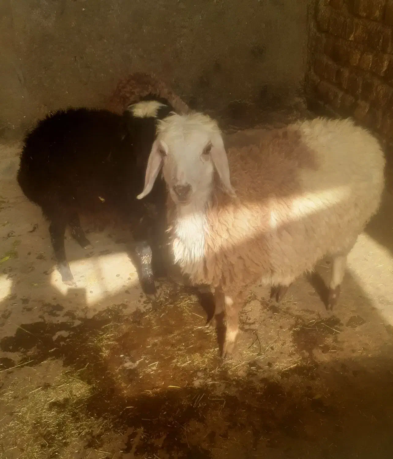 بره افشار|حیوانات مزرعه|اصفهان, ملک‌شهر|دیوار