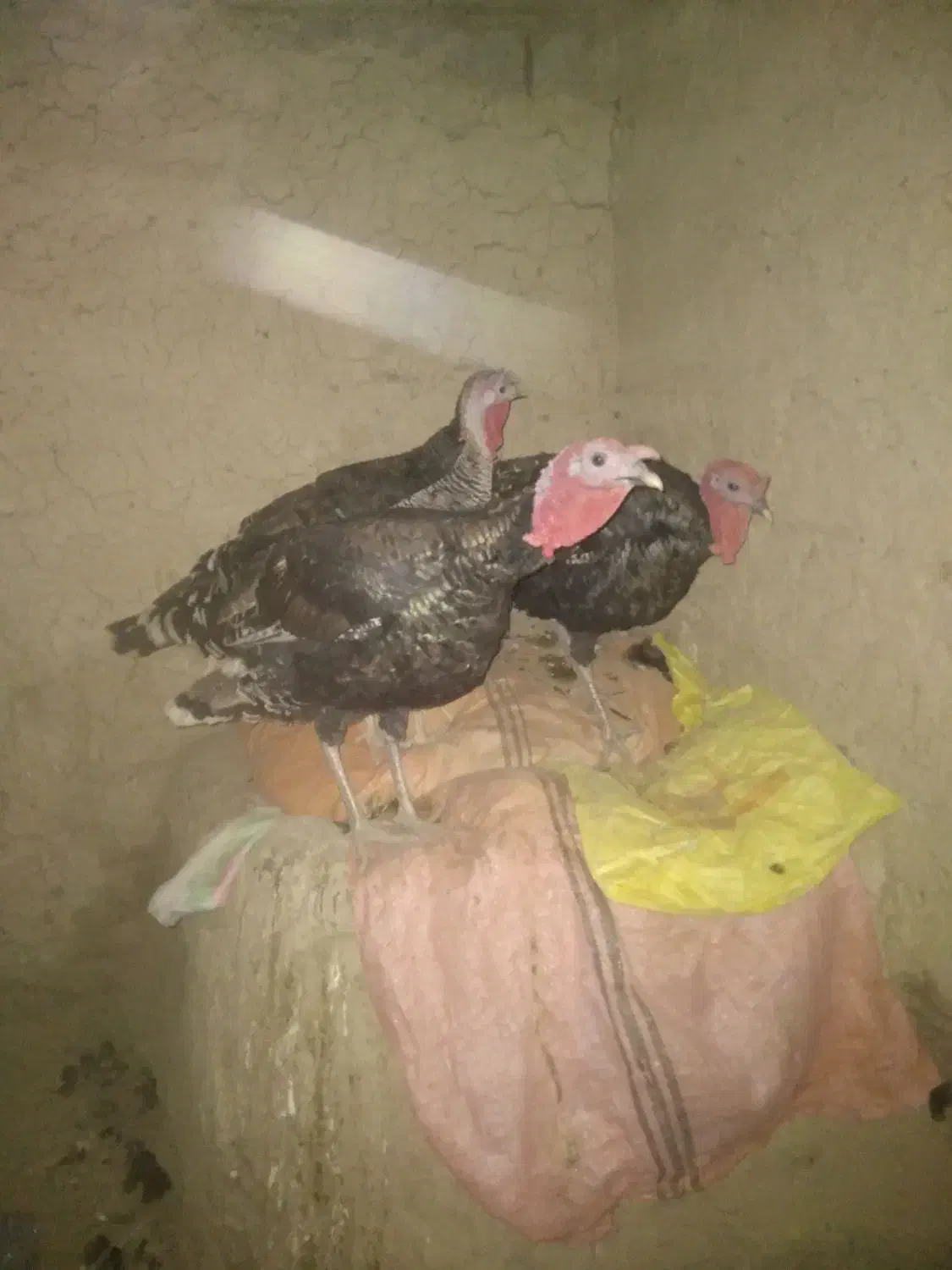 بوقلمون نروماده|حیوانات مزرعه|زهک, |دیوار