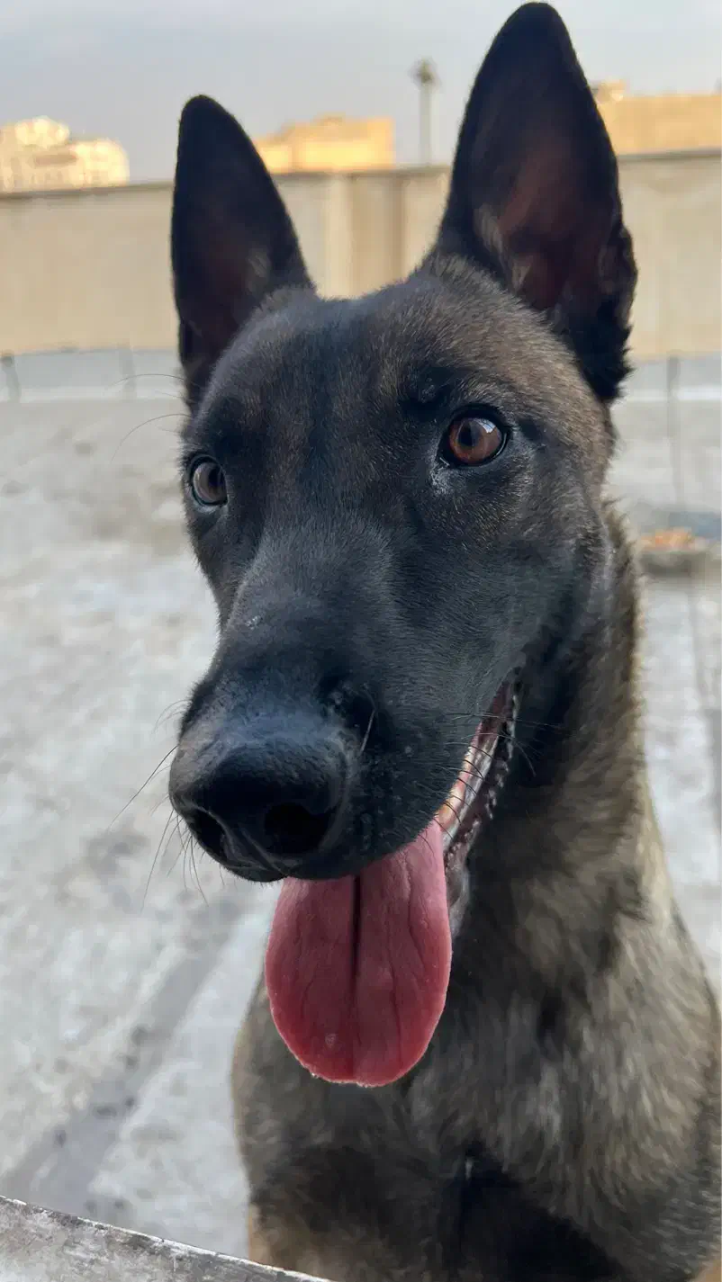 مالینوز رنگ تیره بادرایو بالا فول آموزش|سگ|محمدشهر, محمدشهر|دیوار