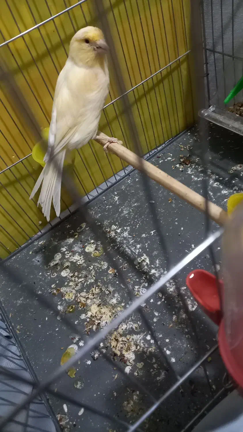 با سلام قناری ماده اماده خوشرنگ وسرحال|پرنده|اندیشه, اندیشه فاز ۱|دیوار