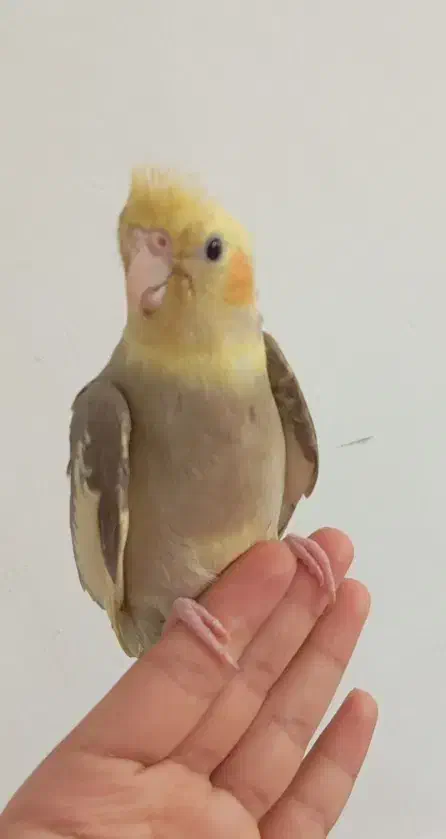 عروس هلندی آهویی نر|پرنده|کرمان, |دیوار