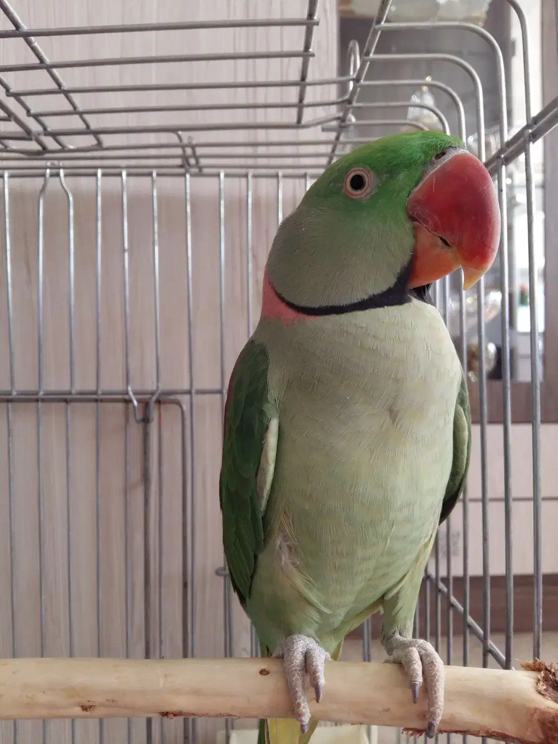 شاه طوطی اسکندری|پرنده|نجف‌آباد, گلدشت|دیوار