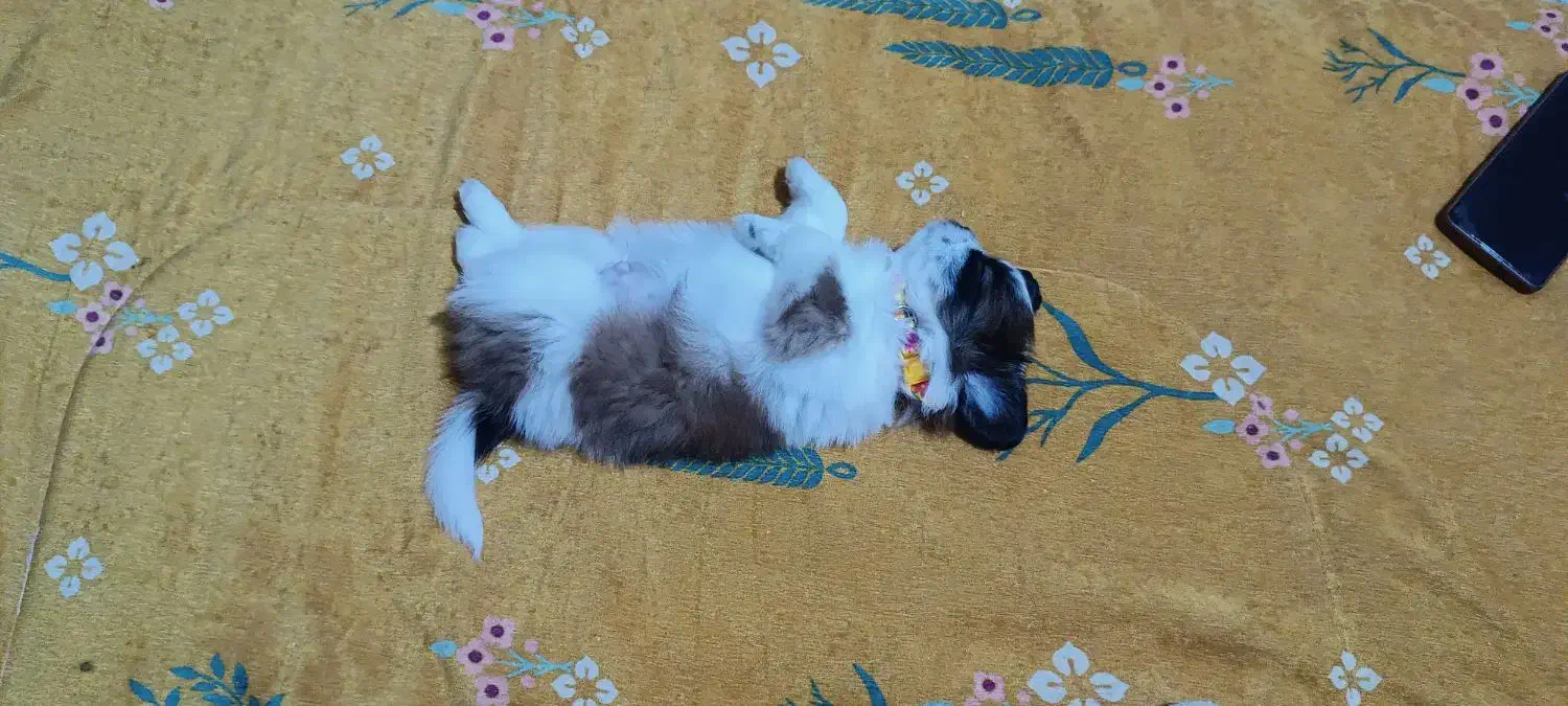 شیتزو سوپر فلت|سگ|تهران, جنتآباد جنوبی|دیوار