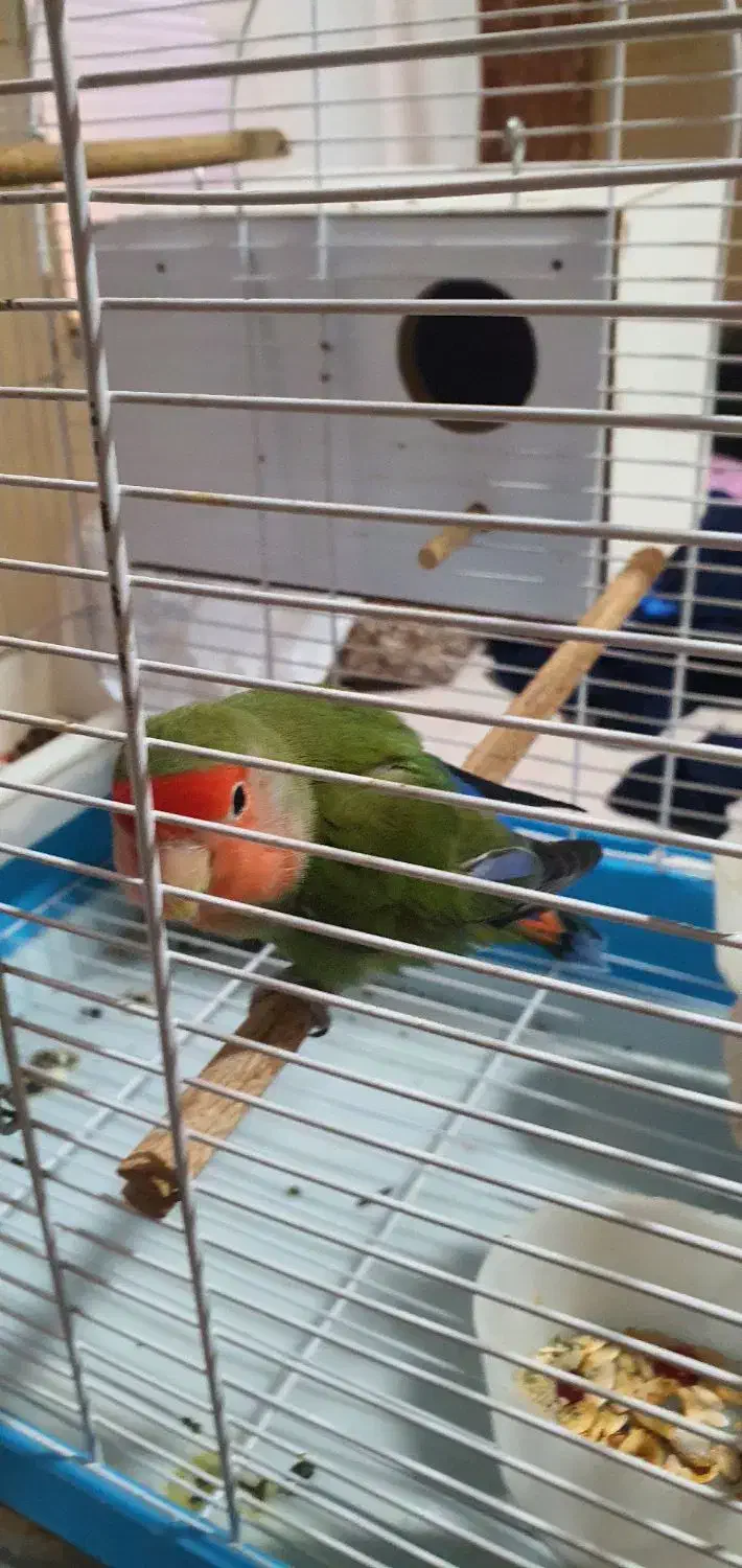 کوتوله ماده بالغ زیبا|پرنده|قم, الوندیه و گذر صادق|دیوار