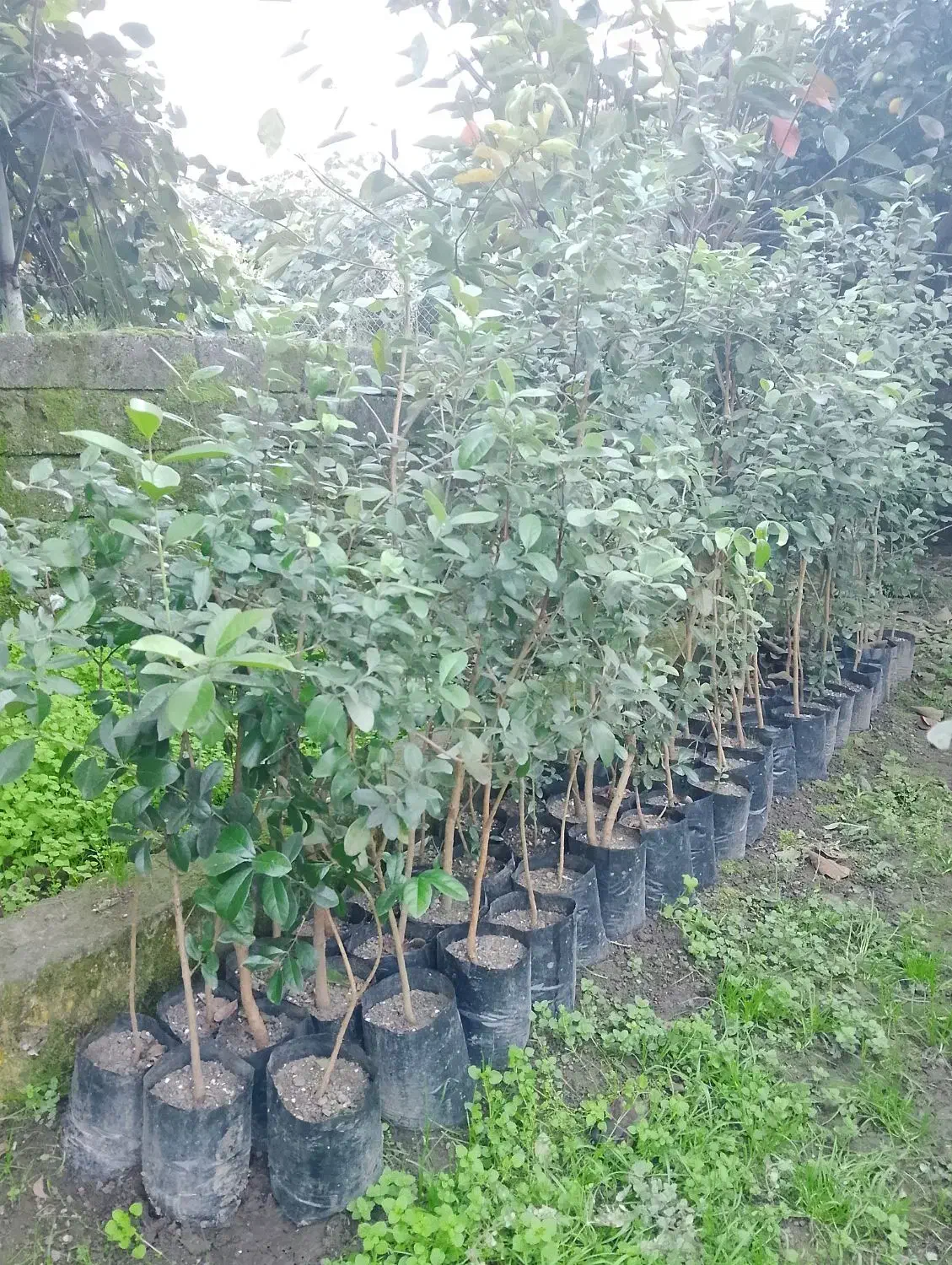 نهال فوجیوا و گواوایی موجود است|حراج|تالش, هشتپر|دیوار