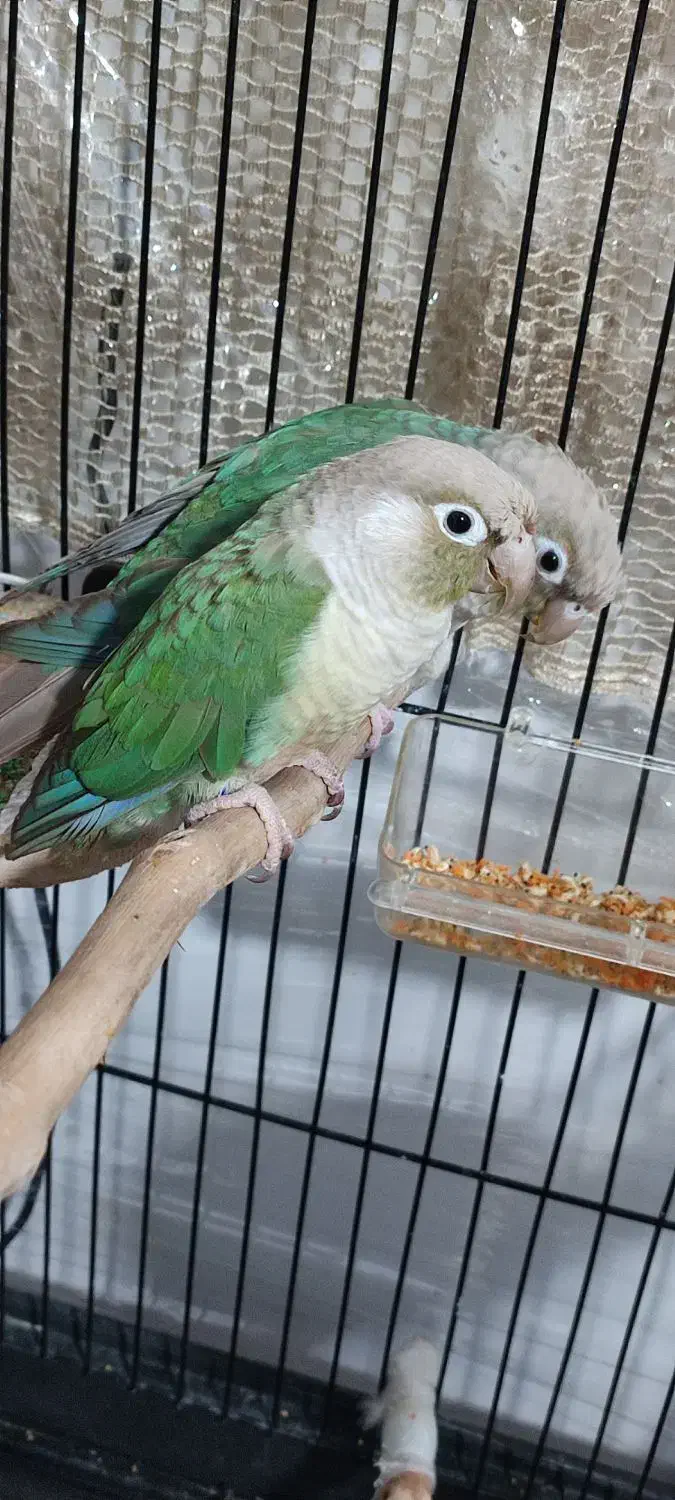 گرینچیک جفت  صد در صدمولد تراکوییس پاین اپل|پرنده|شاهرود, |دیوار