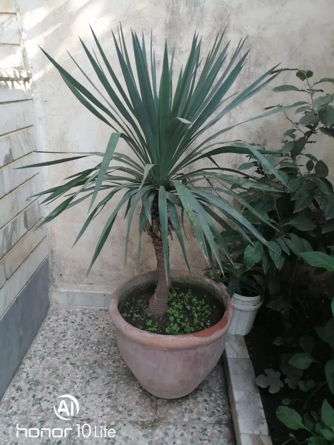 یوکا|گل و گیاه طبیعی|رشت, یخسازی|دیوار