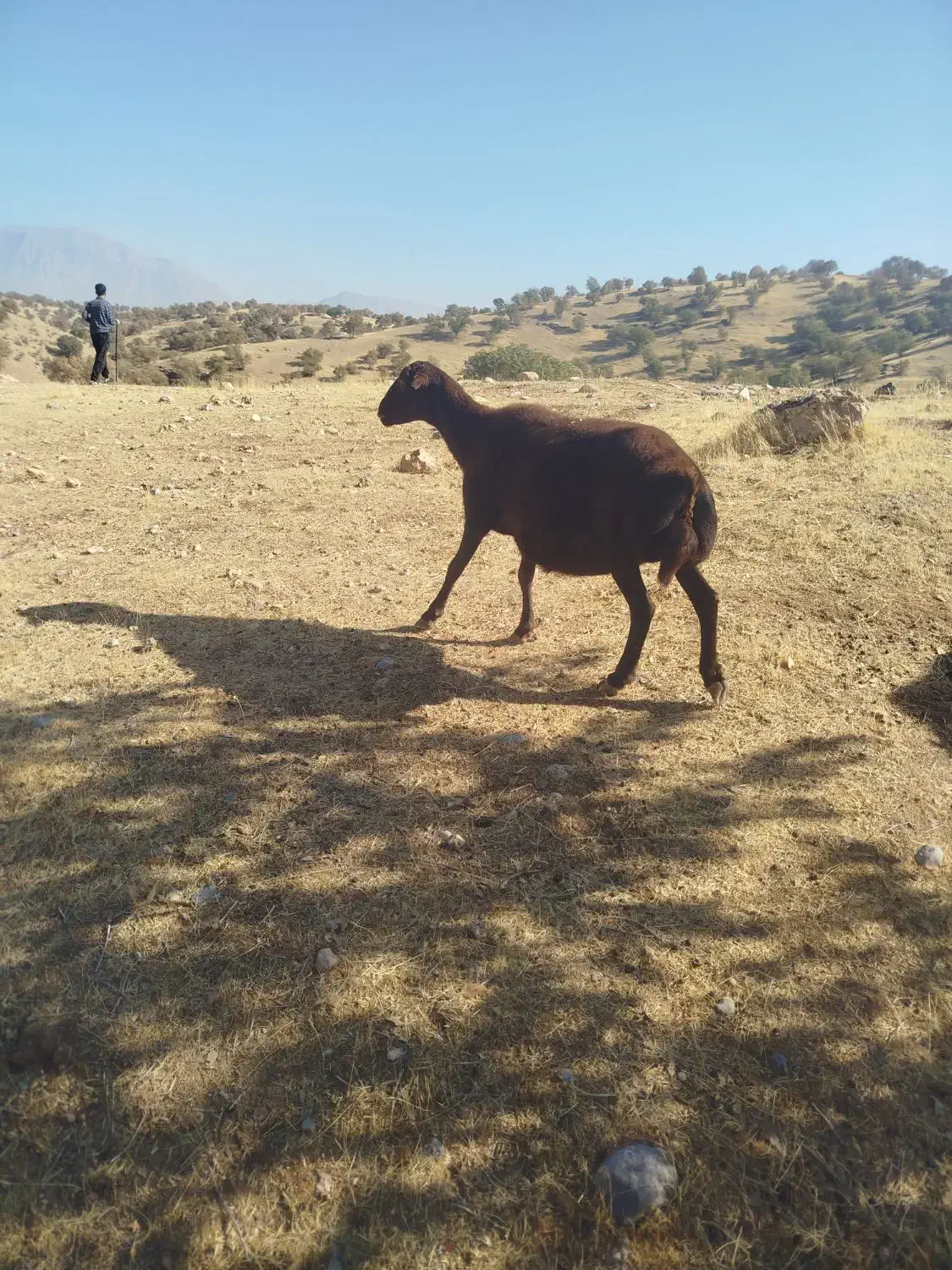 یک عدد میش داشتی|حیوانات مزرعه|ویسیان, |دیوار