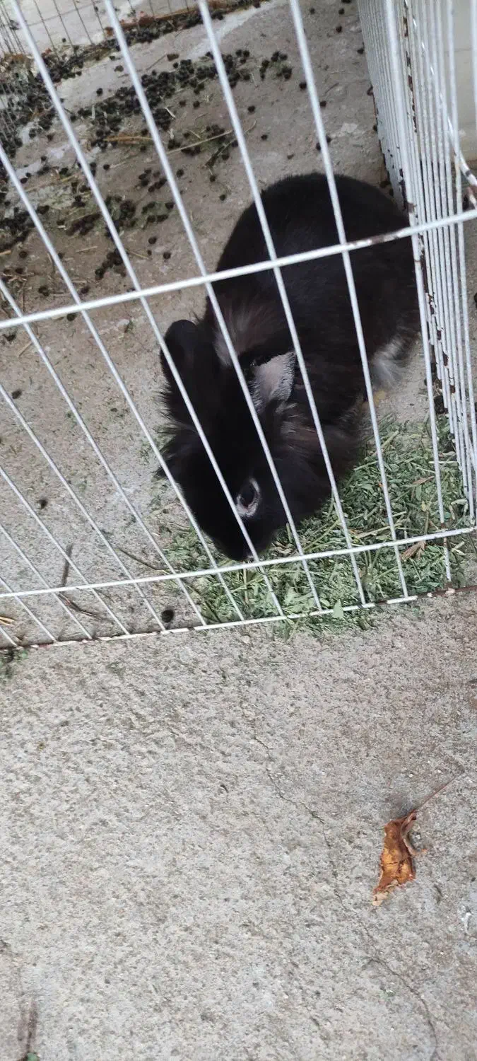 واگذاری خرگوش|موش و خرگوش|بروجرد, |دیوار